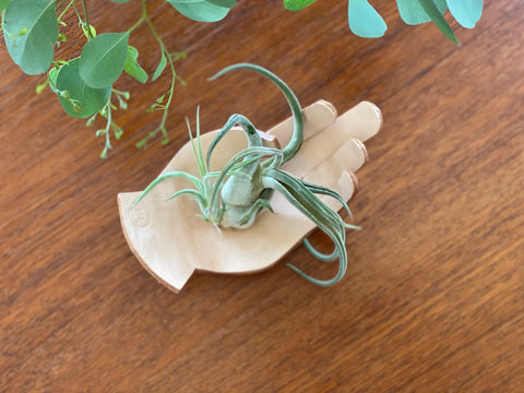 HAND Tray